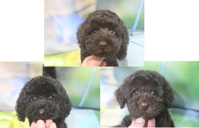 トイプードルブリーダーの子犬、トリミング画像