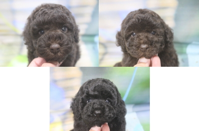 トイプードルブリーダーの子犬、トリミング画像