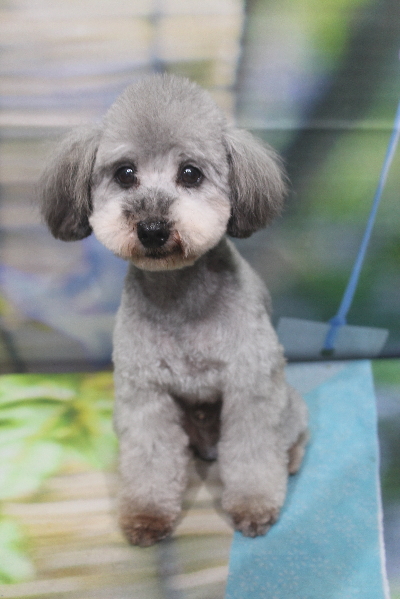 トイプードルブリーダーの成犬、トリミング画像