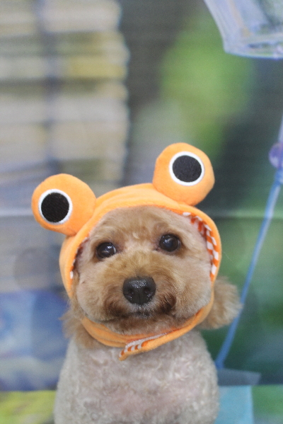 千葉県船橋市のトイプードルのトリミング画像