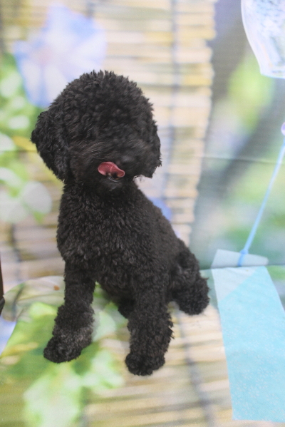 トイプードルブリーダーの成犬、トリミング画像