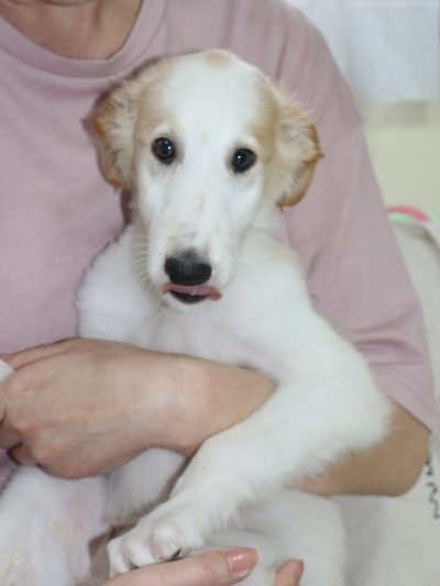 ボルゾイの子犬アプリコット＆ホワイトの男の子、青森県武田ひろみブリーダー画像