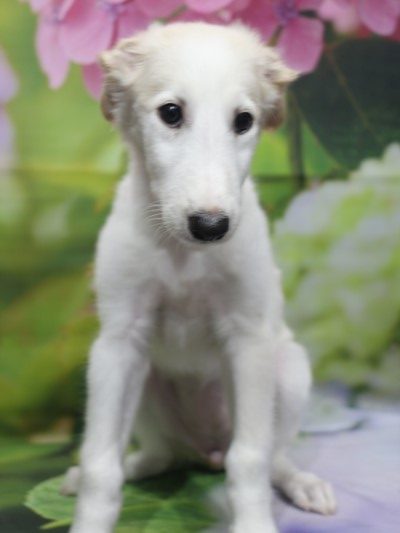 ボルゾイの子犬クリーム＆ホワイトの女の子、青森県おいらせ町武田ひろみブリーダーからの委託販売画像
