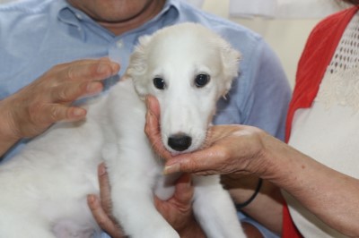 ボルゾイの子犬クリーム＆ホワイトの女の子、青森県おいらせ町武田ひろみブリーダーからの委託販売画像