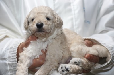 トイプードルの子犬ホワイト(白)男の子、生後4週間。千葉県鎌ヶ谷市船橋市ブリーダー画像