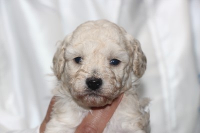 トイプードルの子犬ホワイト(白)女の子、生後4週間。千葉県鎌ヶ谷市船橋市ブリーダー画像
