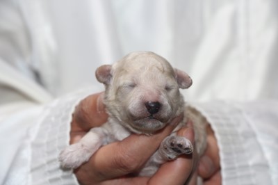 トイプードル子犬ホワイト(白)男の子、生後1週間。千葉県鎌ヶ谷市船橋市ブリーダー画像