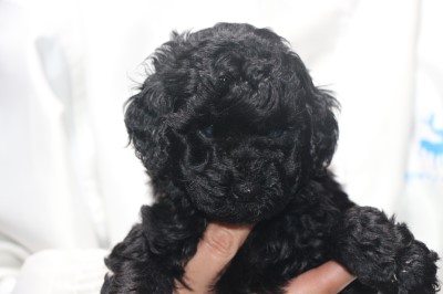 トイプードルの子犬、ブラック(黒)女の子、生後5週間。千葉県鎌ヶ谷市船橋市ブリーダー画像