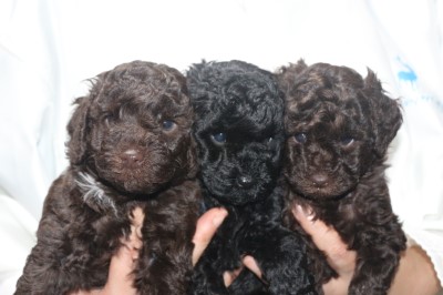 トイプードルの子犬、ブラウン男の子、ブラック(黒)女の子、ブラウン女の子、生後5週間。千葉県鎌ヶ谷市船橋市ブリーダー画像