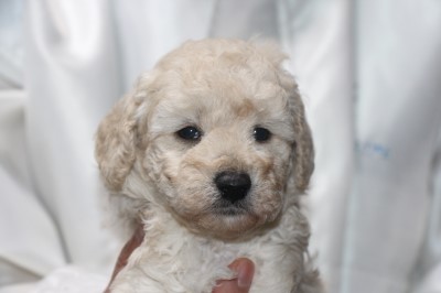 トイプードルの子犬ホワイト(白)男の子、生後5週間。千葉県鎌ヶ谷市船橋市ブリーダー画像