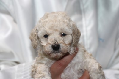 トイプードルの子犬ホワイト(白)女の子、生後5週間。千葉県鎌ヶ谷市船橋市ブリーダー画像