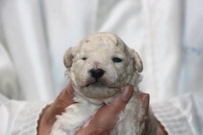トイプードル子犬ホワイト(白)男の子、生後2週間。千葉県鎌ヶ谷市船橋市ブリーダー画像