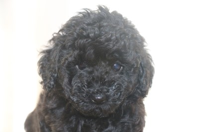 トイプードルの子犬、ブラック(黒)女の子、生後6週間。千葉県鎌ヶ谷市船橋市ブリーダー画像