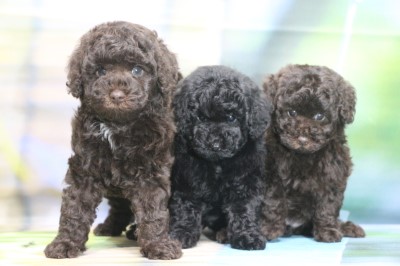 トイプードルの子犬、ブラウン男の子、ブラック(黒)女の子、ブラウン女の子、生後7週間。トイレのしつけが出来ている。千葉県鎌ヶ谷市船橋市ブリーダー画像