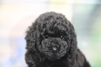 トイプードルブラック(黒)の子犬の女の子、生後7週間。千葉県鎌ヶ谷市船橋市ブリーダー画像