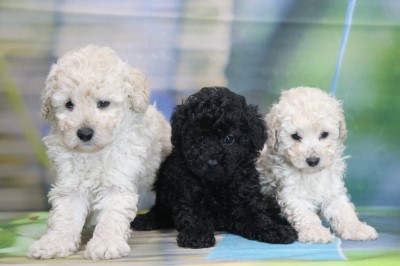 トイプードルの子犬ホワイト(白)男の子ブルー男の子ホワイト(白)女の子、生後6週間