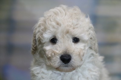 トイプードルホワイト(白)の子犬の男の子。千葉県鎌ヶ谷市船橋市ブリーダー画像