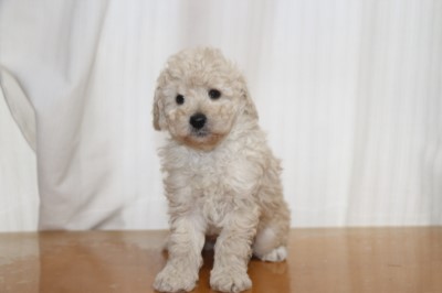 トイプードルの子犬ホワイト(白)男の子、生後6週間。千葉県鎌ヶ谷市船橋市ブリーダー画像