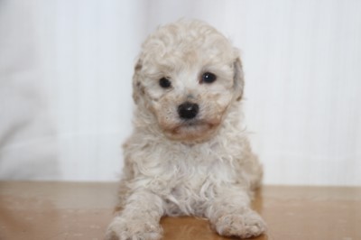 トイプードルの子犬ホワイト(白)女の子、生後6週間。千葉県鎌ヶ谷市船橋市ブリーダー画像