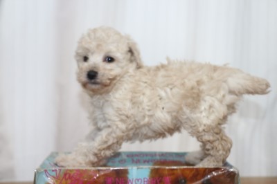 トイプードルの子犬ホワイト(白)女の子、生後6週間。千葉県鎌ヶ谷市船橋市ブリーダー画像