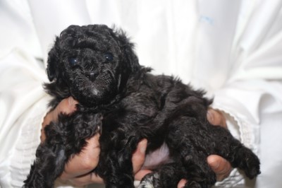 トイプードルの子犬シルバー男の子、生後4週間。千葉県鎌ヶ谷市船橋市ブリーダー画像