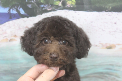 トイプードルブリーダーの子犬、トリミング画像