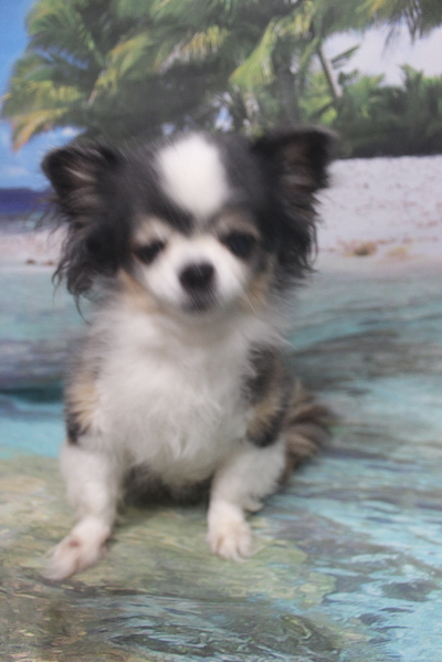 千葉県鎌ケ谷市のチワワのトリミング前画像