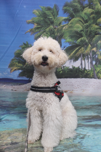 千葉県鎌ヶ谷市のトイプードルのトリミング前画像