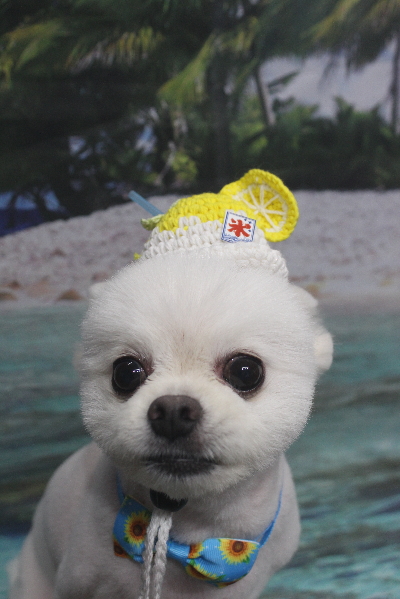 千葉県船橋市のポメラニアンのトリミング画像