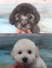 トイプードルブリーダーの子犬、トリミング画像