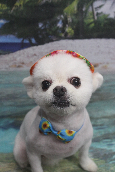 千葉県船橋市のポメラニアンのトリミング画像