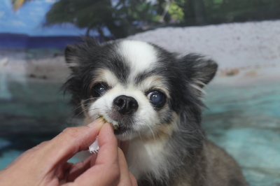 千葉県鎌ケ谷市のチワワの歯磨き画像