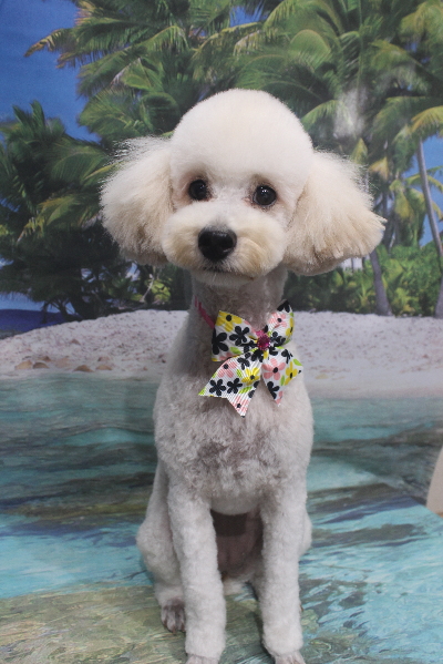 千葉県鎌ヶ谷市のトイプードルのトリミング画像