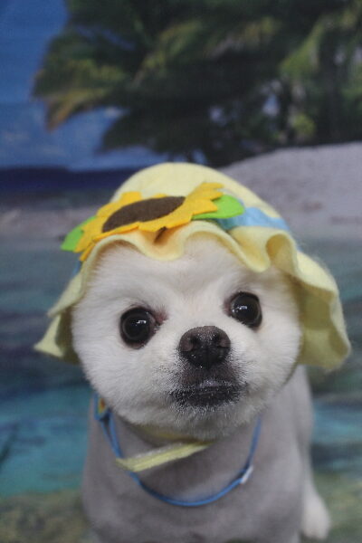 千葉県船橋市のポメラニアンのトリミング画像