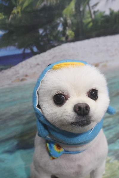 千葉県船橋市のポメラニアンのトリミング画像