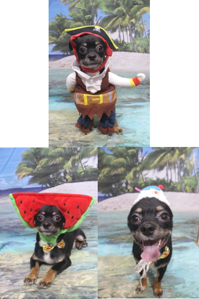 千葉県鎌ケ谷市のロングコートチワワのトリミング画像