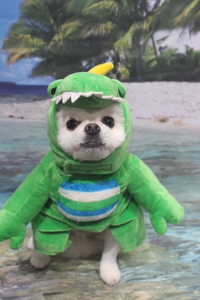 千葉県船橋市のポメラニアンのトリミング画像