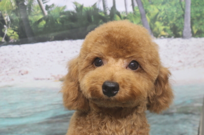 トイプードルブリーダーの子犬、トリミング画像