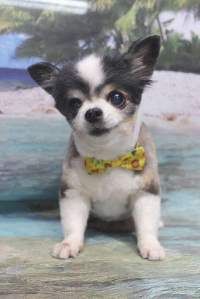 千葉県鎌ケ谷市のチワワのトリミング画像