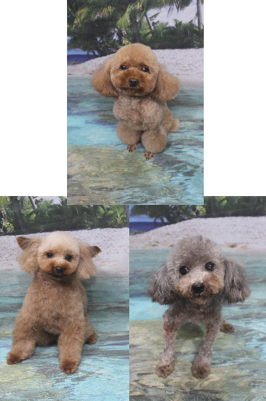 トイプードルブリーダーの成犬、トリミング画像