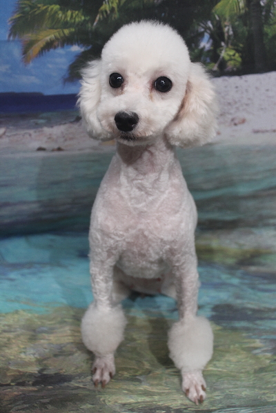 トイプードルブリーダーの成犬、トリミング画像