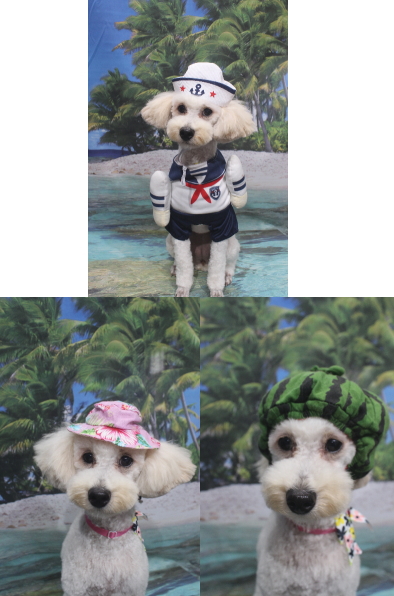 千葉県鎌ヶ谷市のトイプードルのトリミング画像