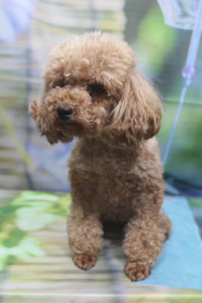 トイプードルブリーダーの成犬、トリミング画像