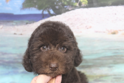 トイプードルブリーダーの子犬、トリミング画像