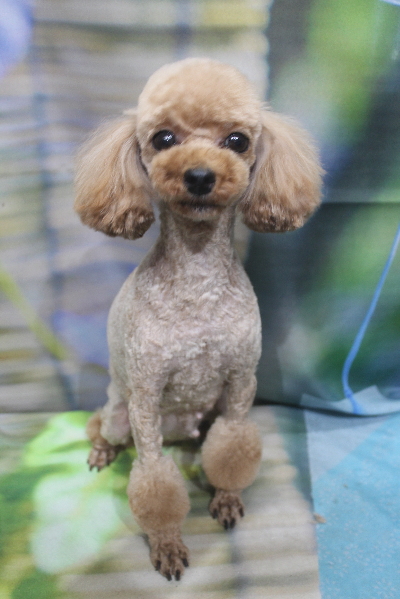 トイプードルブリーダーの成犬、トリミング画像