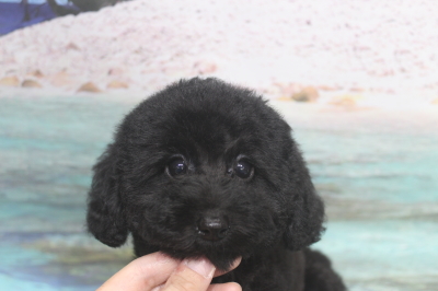 トイプードルブリーダーの子犬、トリミング画像