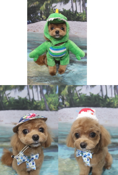 千葉県船橋市のミックス犬のトリミング画像