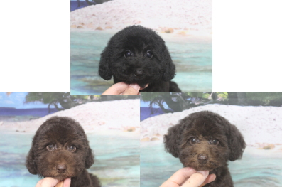 トイプードルブリーダーの子犬、トリミング画像