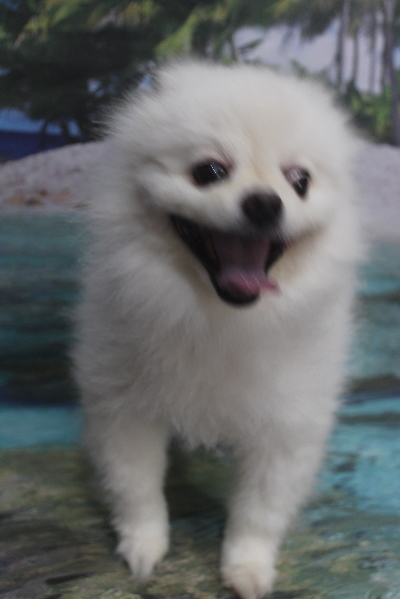 千葉県船橋市のポメラニアンのトリミング前画像