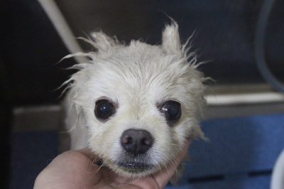 千葉県船橋市のポメラニアンの泥パック画像